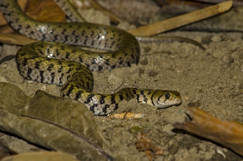 Bar-necked Keelback