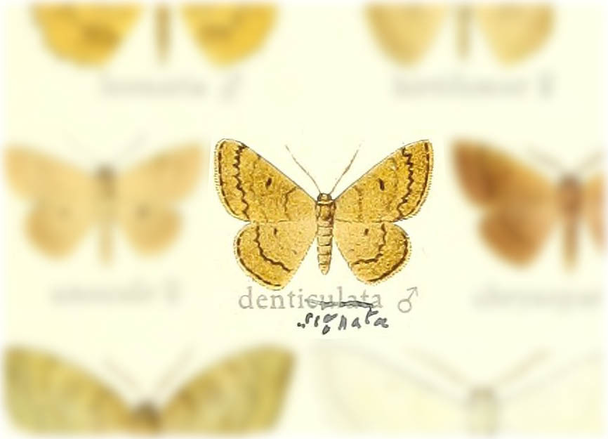 Epicosymbia dentisignata