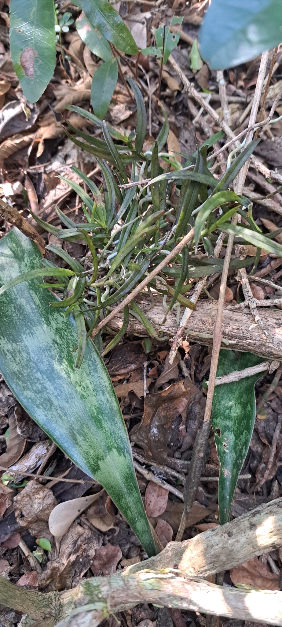 Angraecum cultriforme Summerh. 4