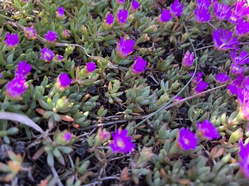 Image of Lampranthus debilis by (c) Charleen Brunke, some rights reserved (CC BY)