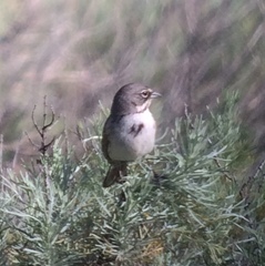 Artemisiospiza belli clementeae