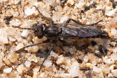 Lasiopogon