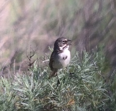 Artemisiospiza belli clementeae