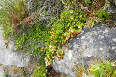 Erica sociorum