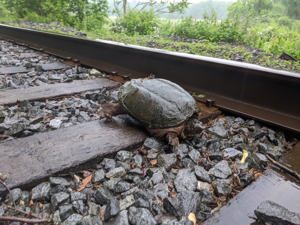 Common Snapping Turtle from Pennsbury Township, PA, USA on June 5, 2020 ...