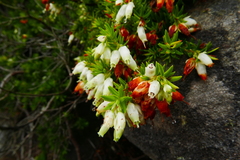 Erica sociorum