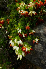 Erica sociorum