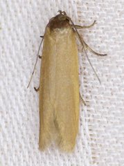 Holcocera immaculella