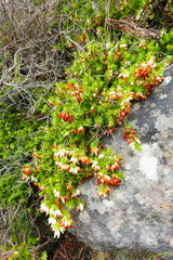 Erica sociorum