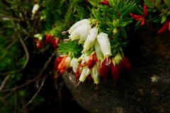 Erica sociorum