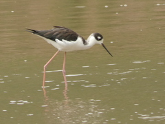 Himantopus mexicanus