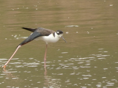 Himantopus mexicanus