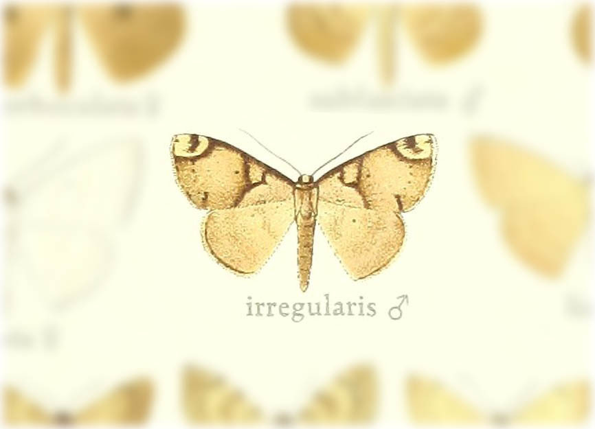 Somatina irregularis