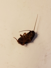 Blatta orientalis