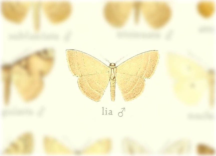 Somatina lia
