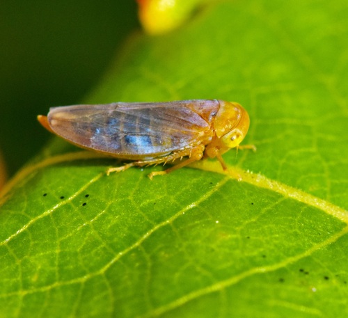 Populicerus duzeei