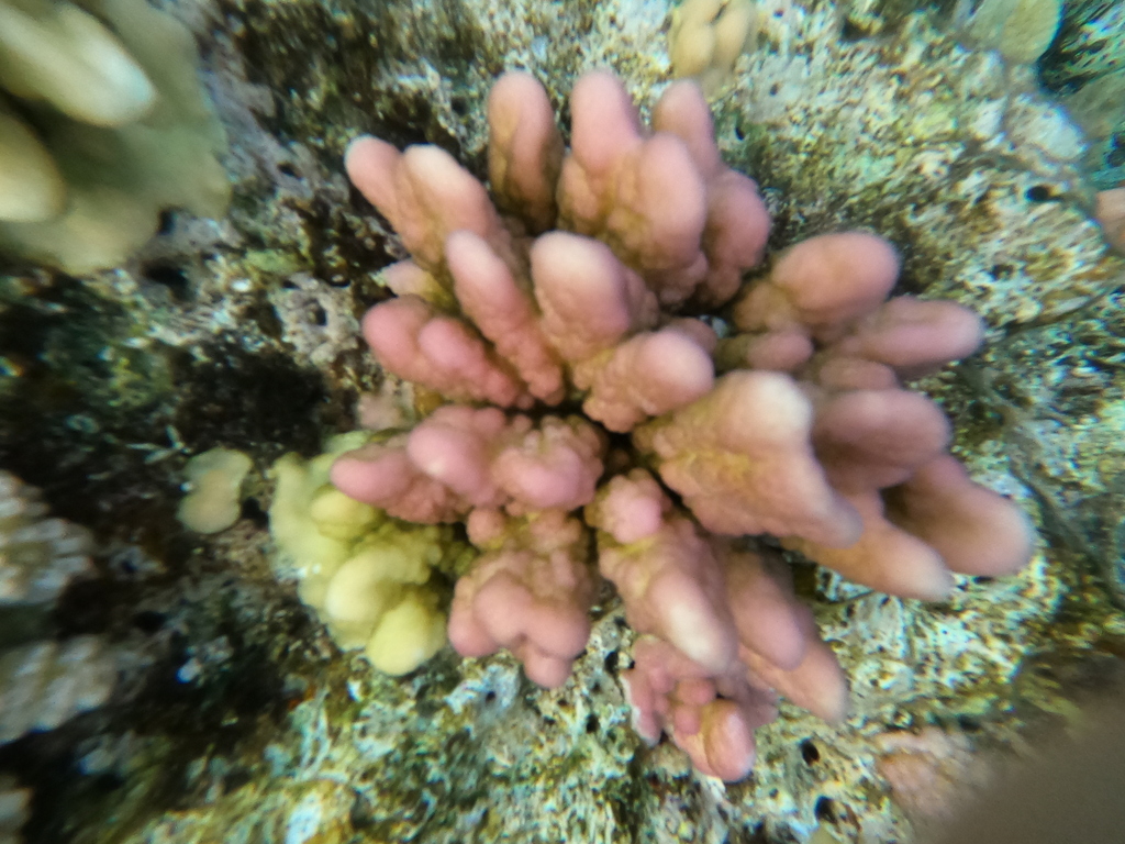 Stylophora wellsi