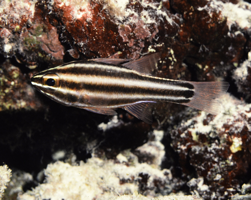 Ostorhinchus nigrofasciatus