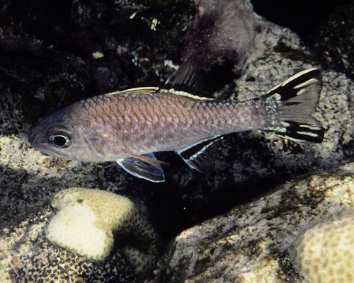 Pristiapogon taeniopterus