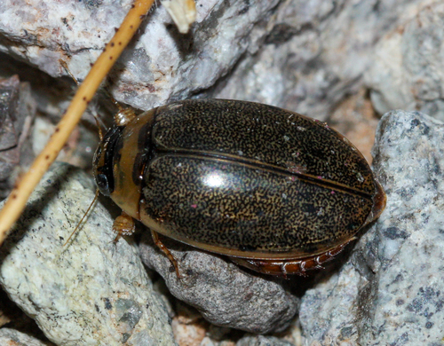 Thermonectus sibleyi