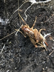 Pristoceuthophilus pacificus