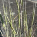Jointed Goat Grass - Photo (c) Zdenek Kaplan, some rights reserved (CC BY-NC), uploaded by Zdenek Kaplan