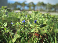 Veronica triphyllos
