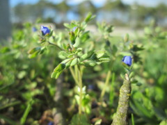 Veronica triphyllos
