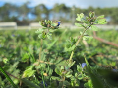 Veronica triphyllos