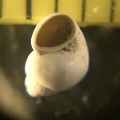 Amnicola limosus