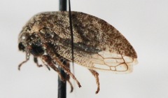 Smiliini