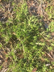 Polypremum procumbens