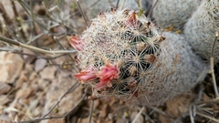 Escobaria chihuahuensis