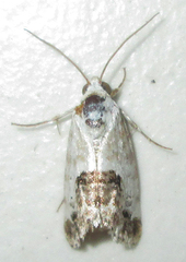 Acontia