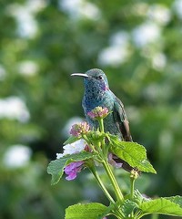 Colibri serrirostris
