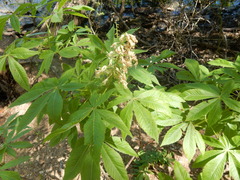 Aesculus glabra arguta