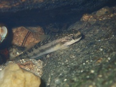 Threadfin Goby photo 4