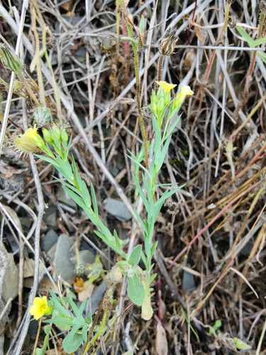 Linum corymbulosum (Linum corymbulosum)