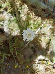 Chaenactis stevioides