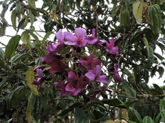 Meriania nobilis