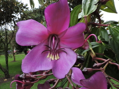 Meriania nobilis