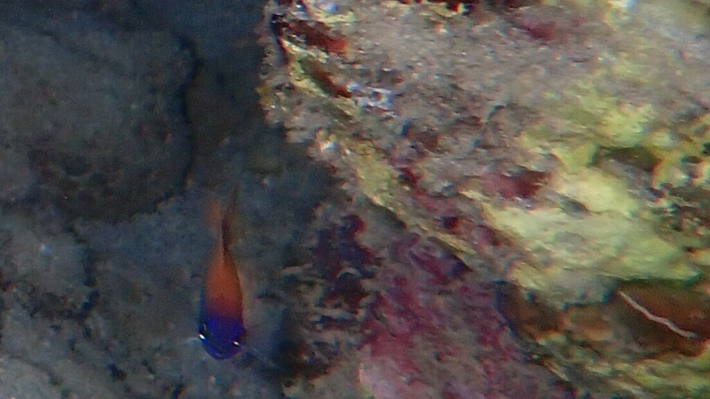 King Damselfish