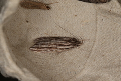 Leistarcha amphigramma