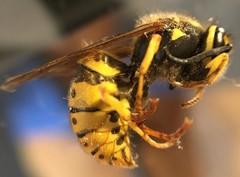 Vespula germanica