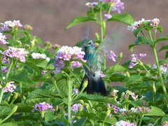 Colibri serrirostris