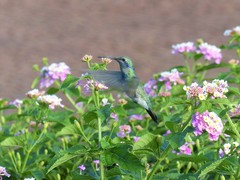 Colibri serrirostris