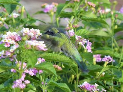 Colibri serrirostris