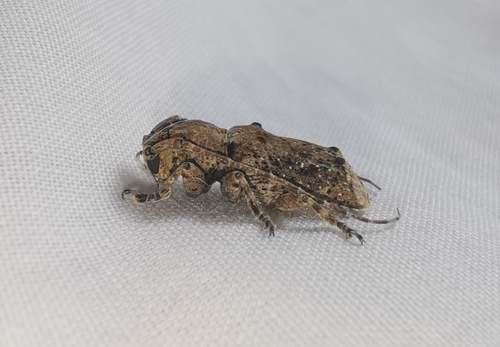 Pterolophia cylindripennis, 2023-10-24