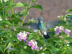 Colibri serrirostris