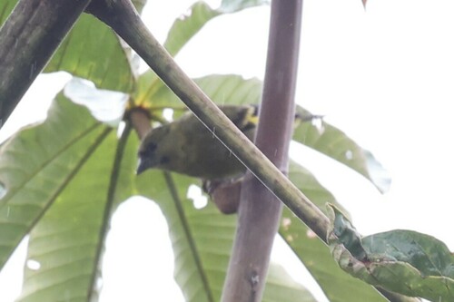 Olivaceous Siskin (Spinus olivaceus), photo 3